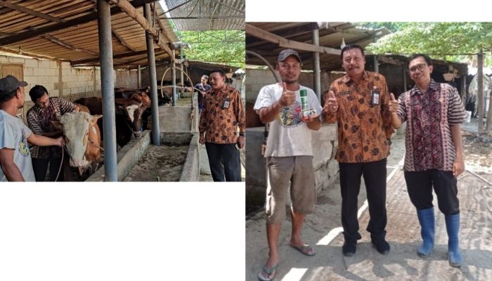 Tekan Inflasi, Dinas Peternakan Kabupaten Jombang Berkomitmen Laksanakan Inovasi Si DiVa MeRaih TaLiAsih