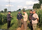 Perhutani Divre Jatim Gerak Cepat Sikapi Dugaan Tanaman Tebu Liar